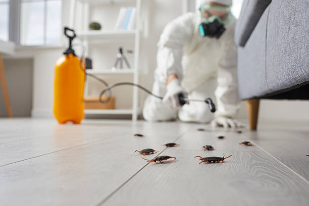 Commercial Rodent Management in Edgewater